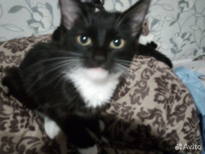 Кошка