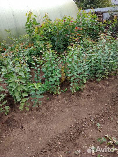 Продажа Саженцов