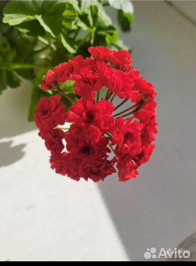 Герань розебудная