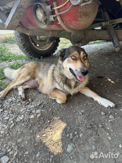 Щенки дворяне