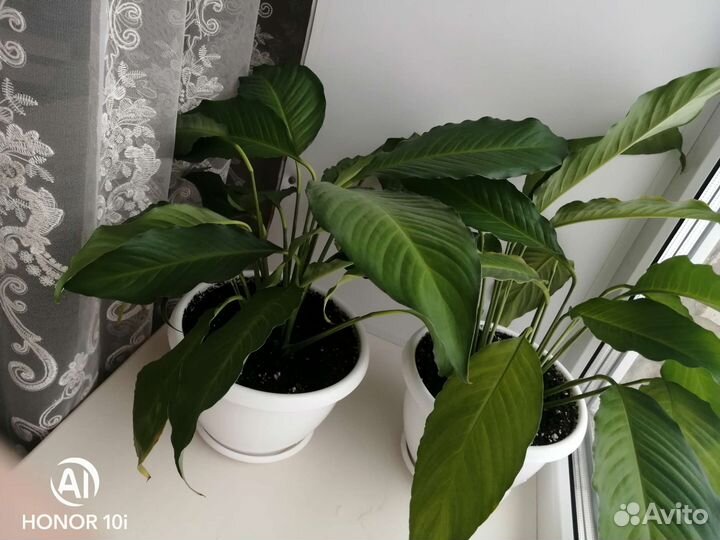 Спатифиллум