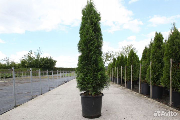 Туя брабант, смарагд оптом