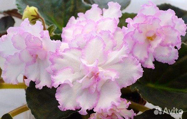 Сортовая фиалка: укоренённые листы