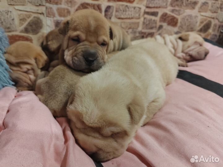 Щенки шарпея