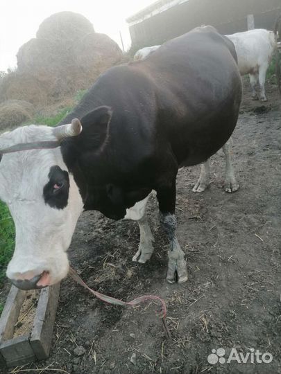 Коровы и бычки