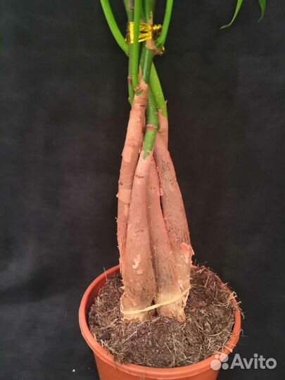 Дерево пахира 14/65