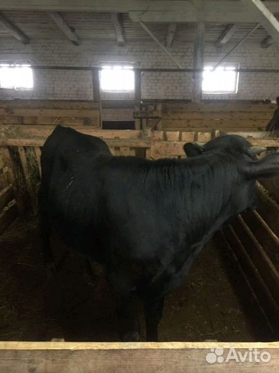 Быки и телки. Разных пород, 3месяца