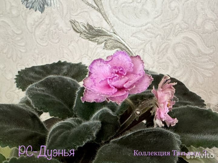 Фиалки сортовые