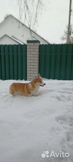 Вязка Вельш Корги Пемброк