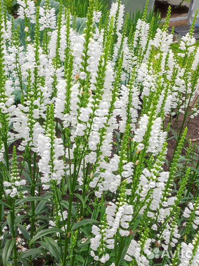 Многолетники