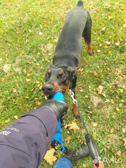 Зооняня, Догситтер крупных собак