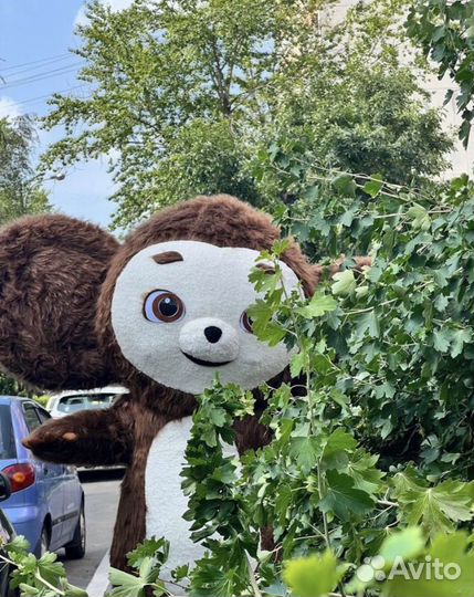 Белый мишка и Чебурашка экспресс поздравление