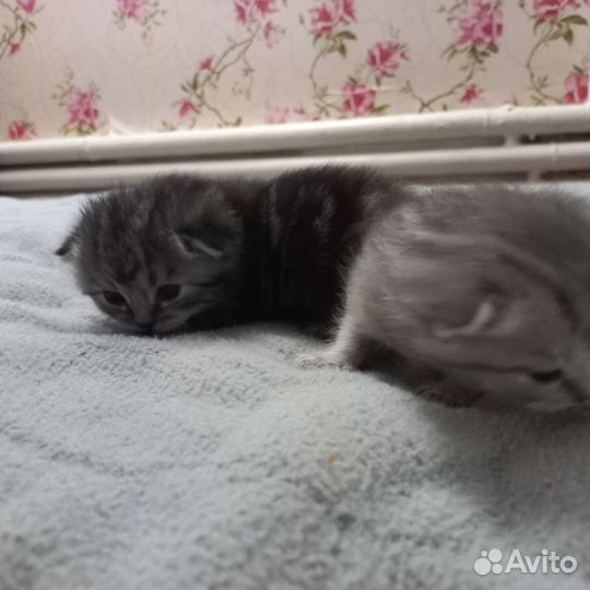 Британская кошка