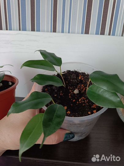 Фикус бенджамина