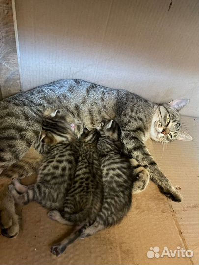 Кошки в добрые руки бесплатно