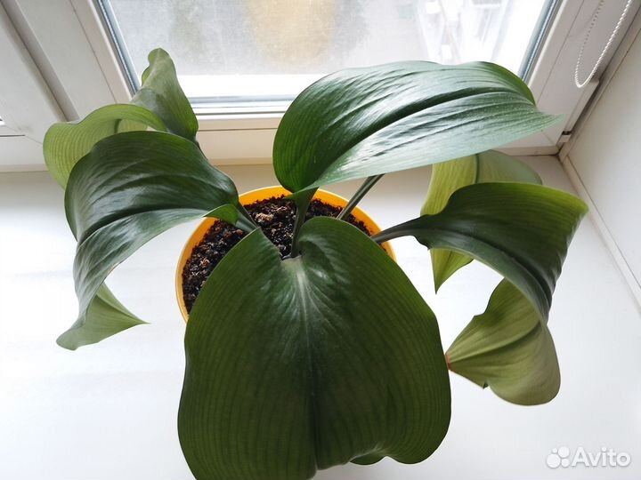 Эухарис амазонская лилия