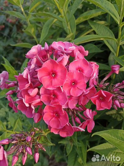 Флоксы 4 вида