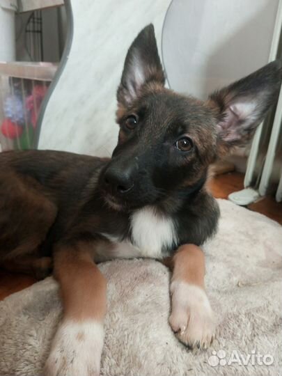 Ника, метис Аусси, малинуа, и немца