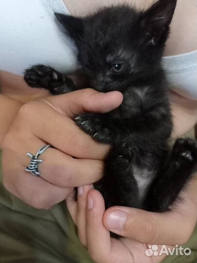 Пушистик черный пацан