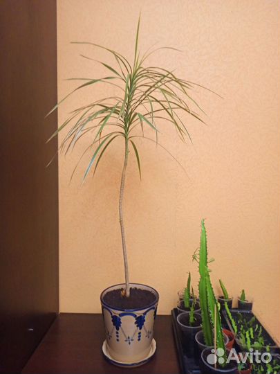 Пальма драцена