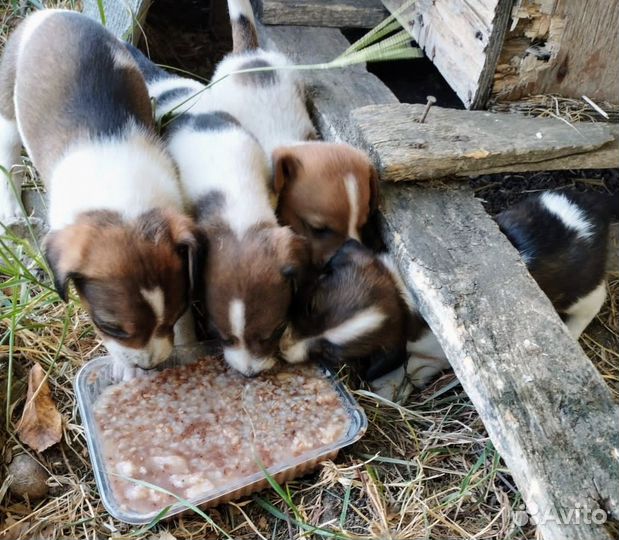 Щенки мальчики