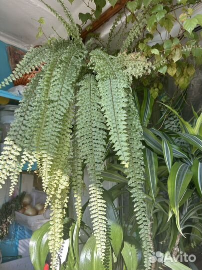 Папоротник кучерявый