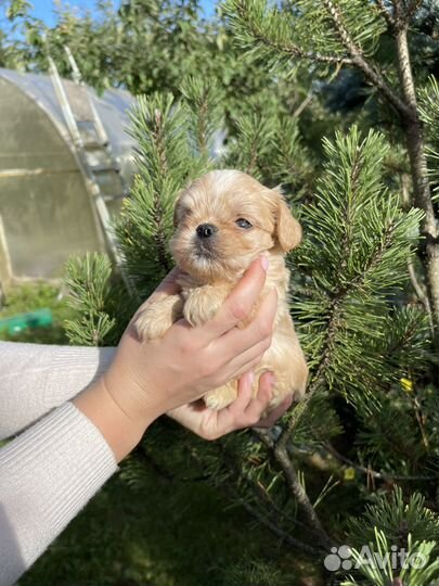 Мальтипу премиум мини