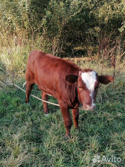 Продажа корова и телки