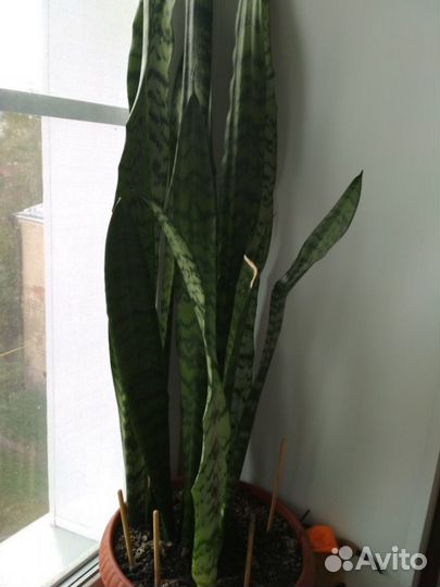 Сансевьера