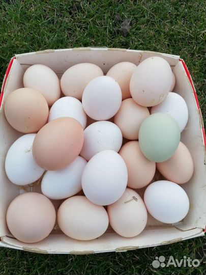 Домашние куриные яйца