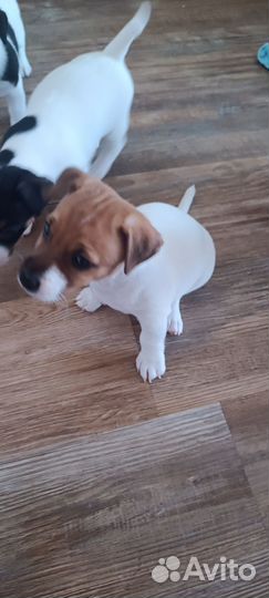 Джек Рассел терьер