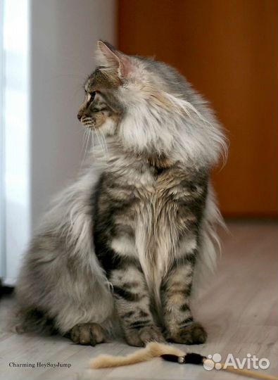 Курильский кот