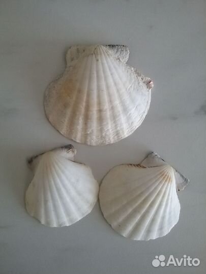 Морская звезда и ракушки