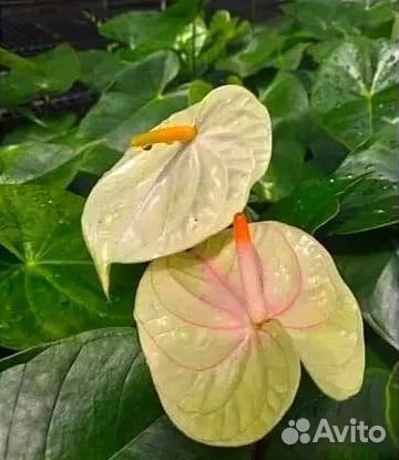 Антуриум. Тай