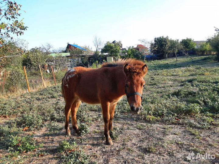 Пони жеребёнок