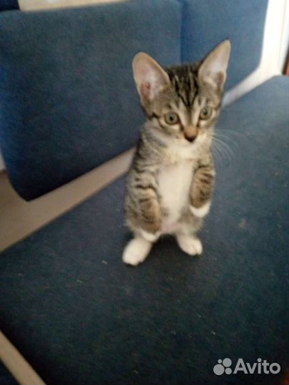 Котята в хорошие руки