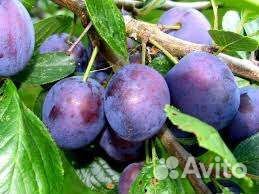 Саженцы плодовых деревьев