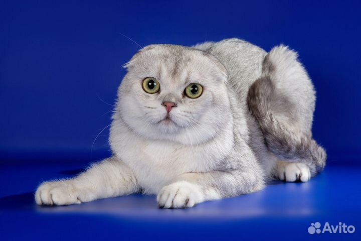 Шотландский вислоухий кот