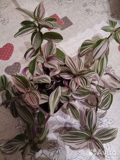 Традесканция, хоя, аглаогема, шефлера