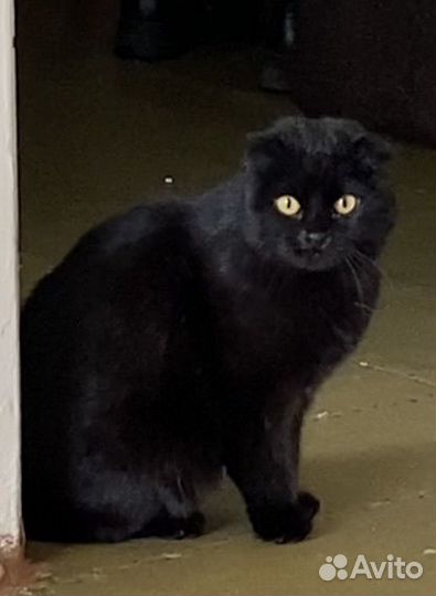 Вислоухая Британская Кошка