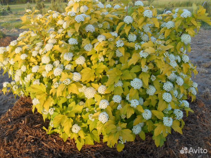 Декоративные садовые растения.Пузыреплодник Лютеус