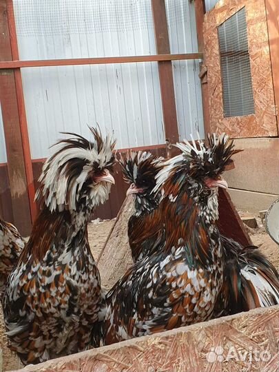 Цыплята, Яйцо от кур Шабо, Эйленбарт, Падуан