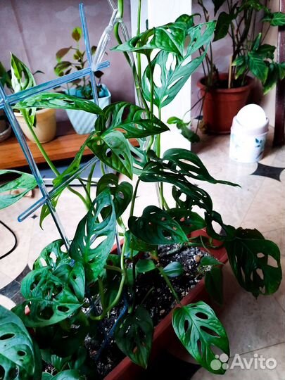 Монстера манки маск