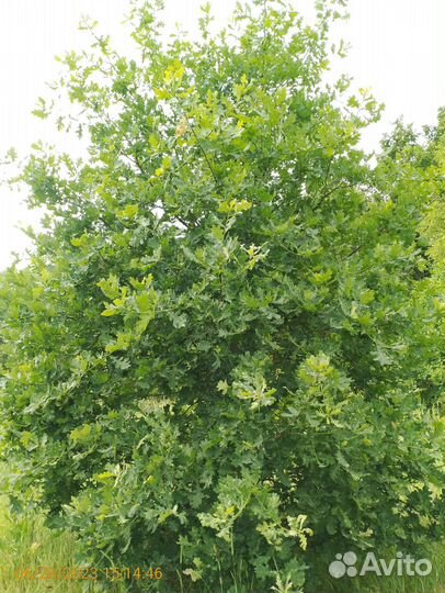 Саженцы дуб черешчатый