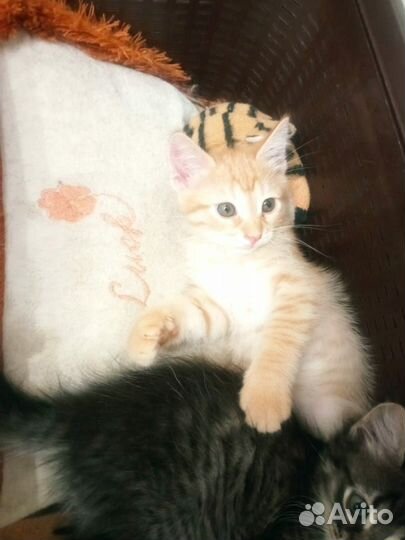 Котята в добрые руки