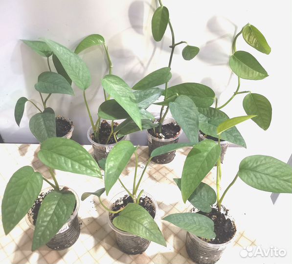 Сциндапсус, эпипремнум ч.1