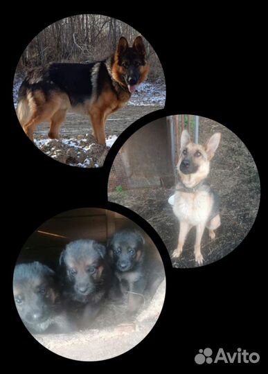 Щенки немецкой овчарки