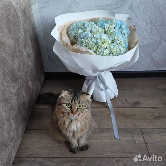 Британская кошка в дар
