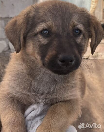 Щенки в добрые руки