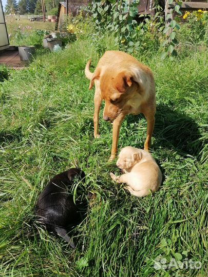 Продам щенка